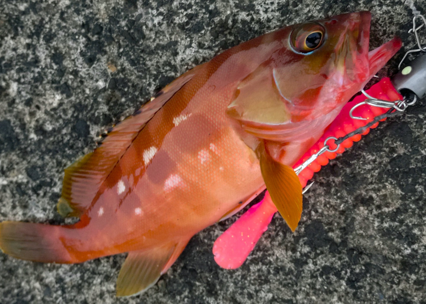 STRIVE SHAD　ピンク＆ホワイトグロー