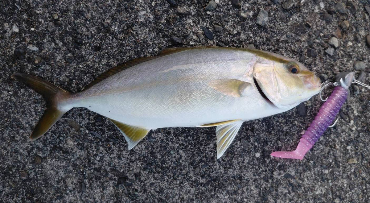 🆕STRIVE SHAD　さくらえび(UV)