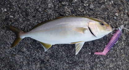 🆕STRIVE SHAD　さくらえび(UV)